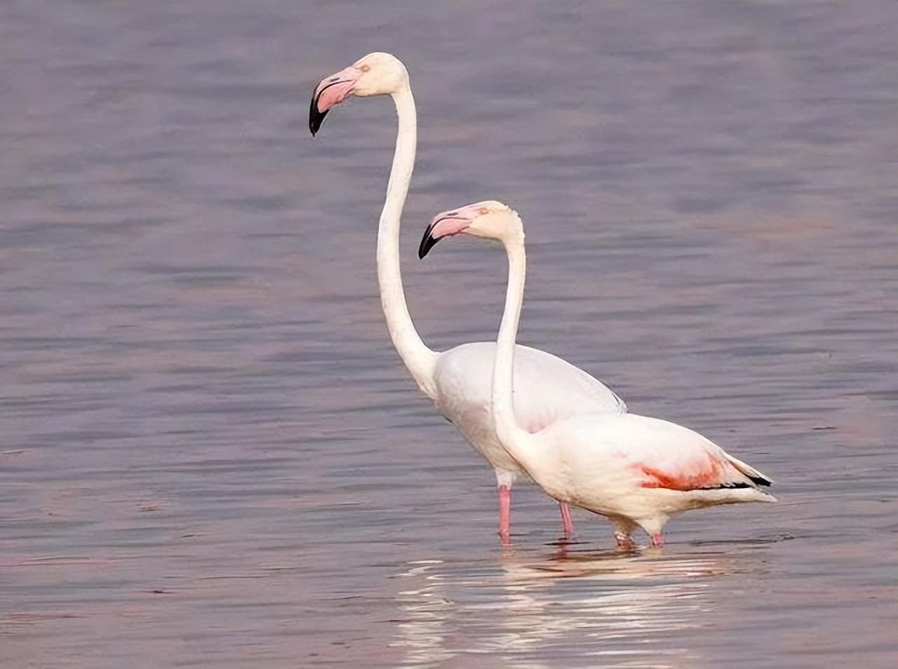 火烈鸟象征着爱情（火烈鸟在中国的寓意及象征）(图2)