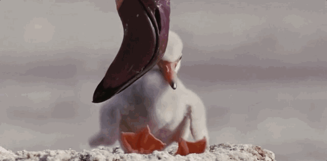 火烈鸟象征着爱情（火烈鸟在中国的寓意及象征）(图7)