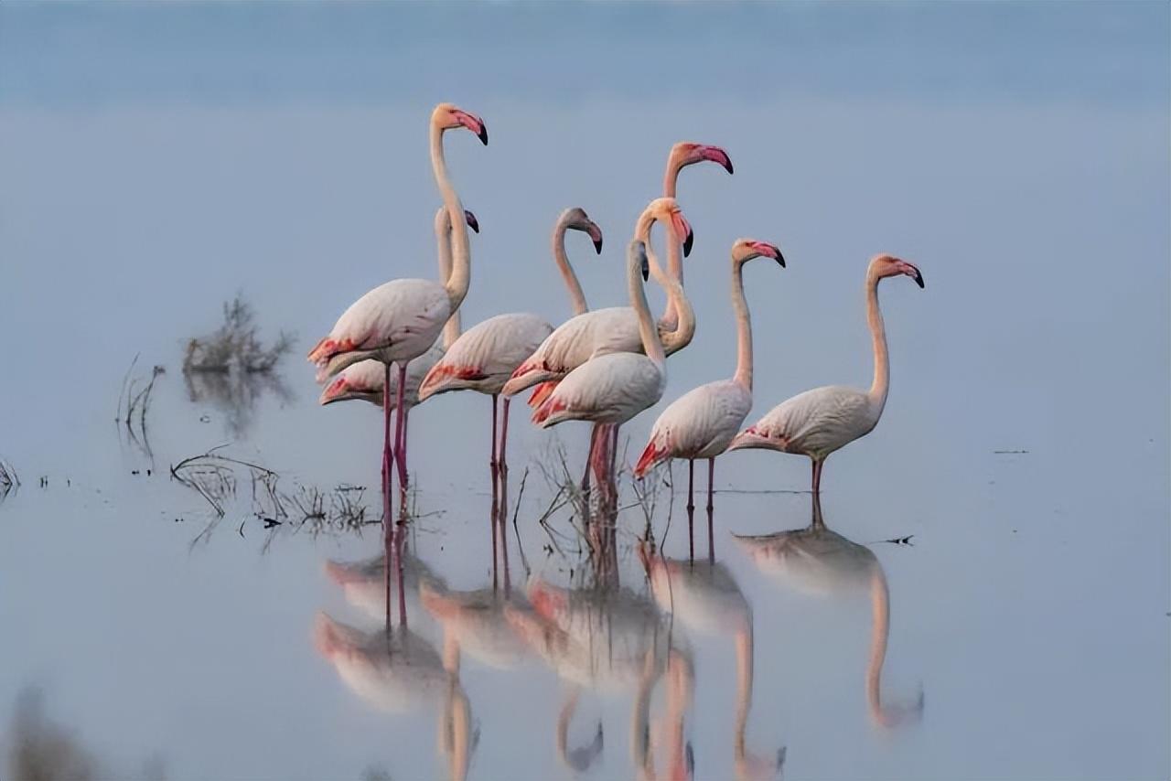 火烈鸟象征着爱情（火烈鸟在中国的寓意及象征）(图4)
