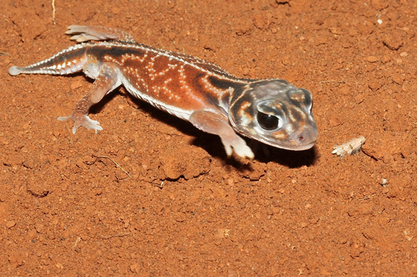 壁虎尾巴断了多久才能长出来（壁虎断尾多久能长出来）(图1)