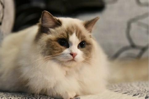 宠物猫品种名称大全（宠物猫品种和价格图片）(图5)