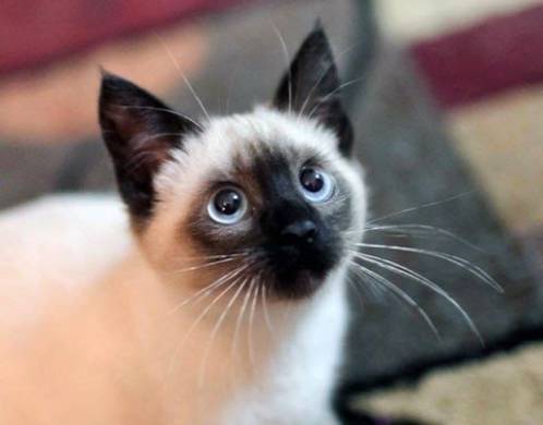 宠物猫品种名称大全（宠物猫品种和价格图片）(图3)