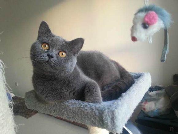 宠物猫品种名称大全（宠物猫品种和价格图片）(图6)