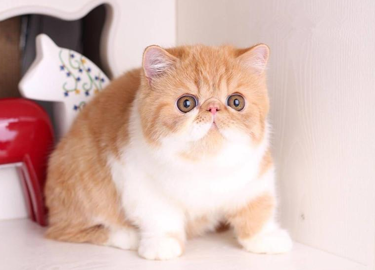 宠物猫品种名称大全（宠物猫品种和价格图片）(图2)