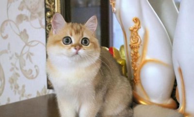 ​宠物猫品种名称大全（宠物猫品种和价格图片）