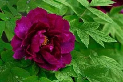 ​＂国花、国树、国鸟、国兽：中国珍稀动植物的魅力与保护＂