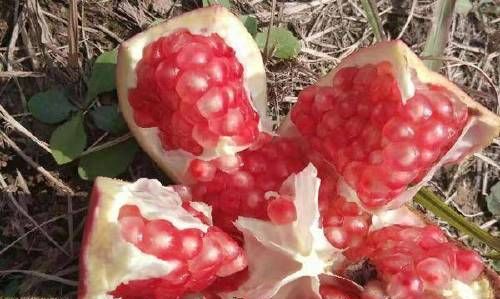 石榴大马芽甜度有多高