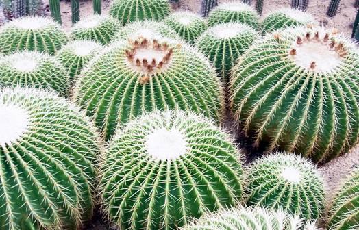 简单有效祛痘小妙招(十种民间快速有效祛痘小偏方)(3)