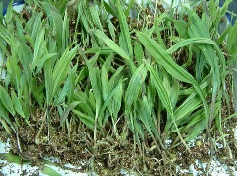 简单有效祛痘小妙招(十种民间快速有效祛痘小偏方)(1)