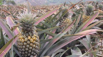 ​菠萝怎么长出来的