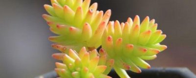 ​白花小松怎么变红