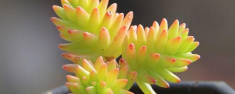 白花小松怎么变红(图1)