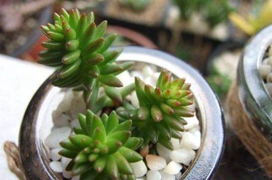 白花小松怎么变红(图2)