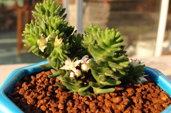 白花小松怎么变红(图3)