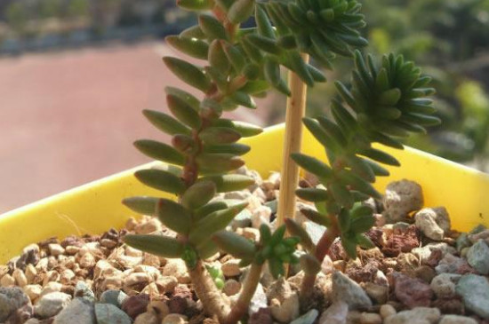 白花小松怎么变红(图4)