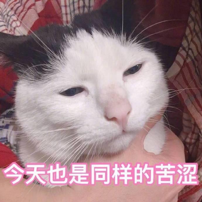 表情包:网恋选我我超甜