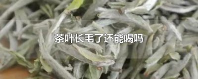 ​茶叶长毛了还能喝吗