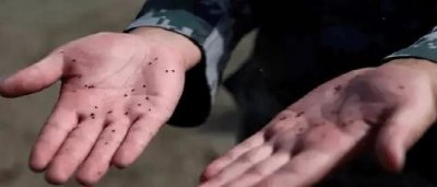 ​被这种小虫咬后奇痒无比！遇到就是一身包