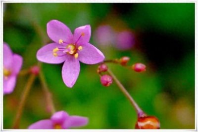 ​野菜｜栌兰：这种“兰花”，美貌又美味！为何得名“土人参”？