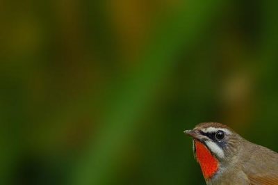 ​红点颏鸟的饲养与管理