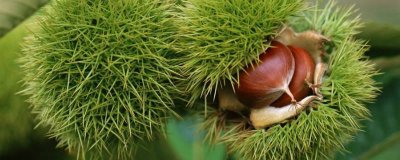 ​板栗出芽了可以吃吗有毒吗[板栗出芽了可以吃吗图片]