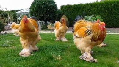 ​国外巨型鸡种婆罗门鸡, 因体型太大被称为“家禽之王”