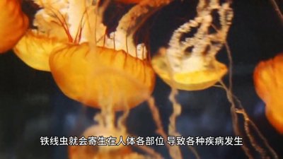 ​【科普】什么是铁线虫？有哪些危害？