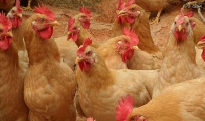 ​我国有名的土鸡品种九斤黄鸡