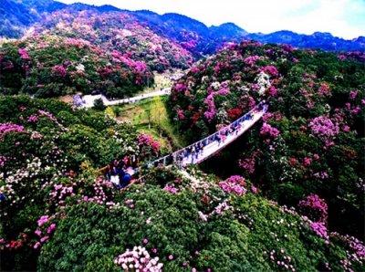 ​贵州百里杜鹃风景名胜区旅游攻略，领略贵州独特的喀斯特地貌景观