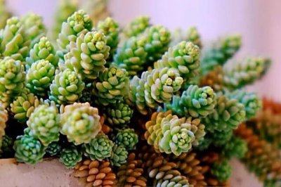 ​多肉植物的品种介绍——星美人