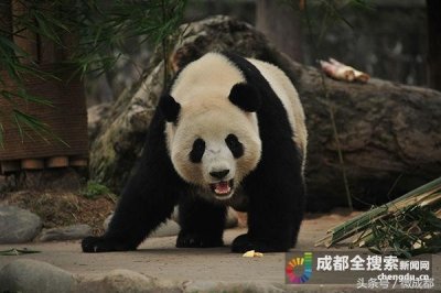 「成都新鲜事」海归大熊猫“暖暖”亮相都江堰 获全球首张“熊猫身份证”