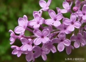 中国各地的市花，看有没有你所在的城市