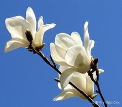 中国各地的市花，看有没有你所在的城市