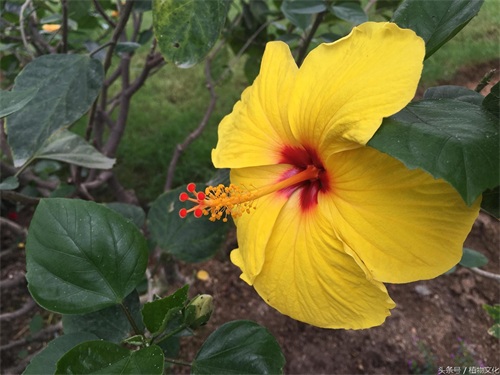 中国各地的市花，看有没有你所在的城市