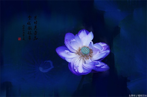 中国各地的市花，看有没有你所在的城市