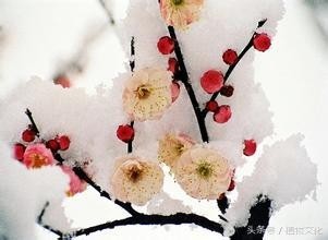 中国各地的市花，看有没有你所在的城市