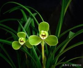 中国各地的市花，看有没有你所在的城市