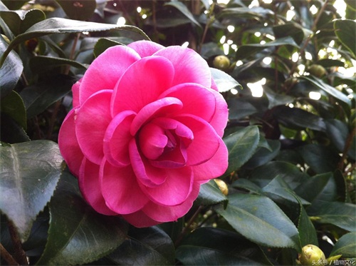 中国各地的市花，看有没有你所在的城市