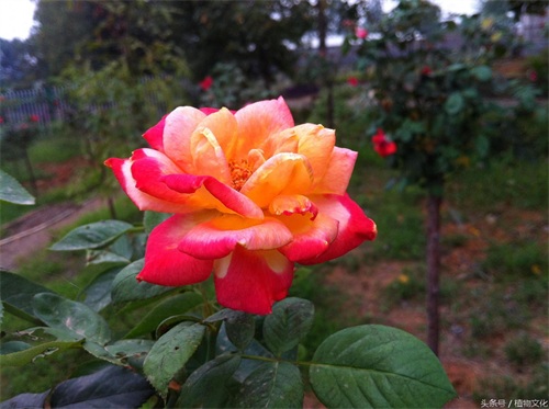 中国各地的市花，看有没有你所在的城市