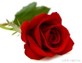 中国各地的市花，看有没有你所在的城市