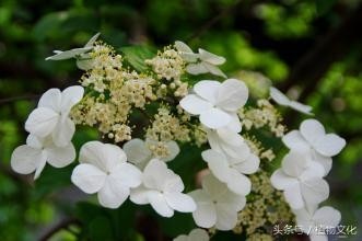 中国各地的市花，看有没有你所在的城市