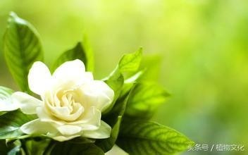 中国各地的市花，看有没有你所在的城市