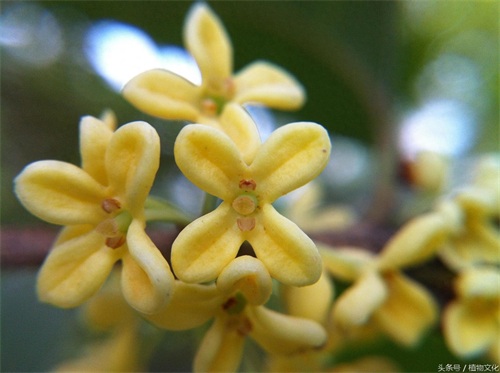 中国各地的市花，看有没有你所在的城市