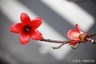 中国各地的市花，看有没有你所在的城市