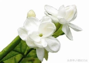 中国各地的市花，看有没有你所在的城市