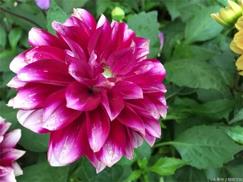 中国各地的市花，看有没有你所在的城市