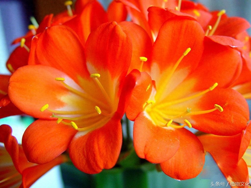 中国各地的市花，看有没有你所在的城市