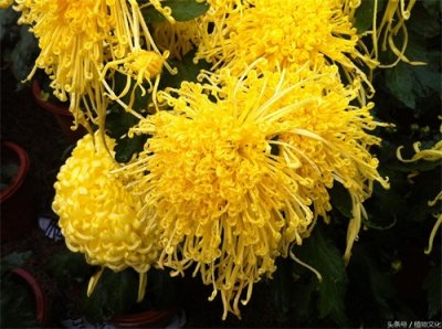 ​中国各地的市花，看有没有你所在的城市