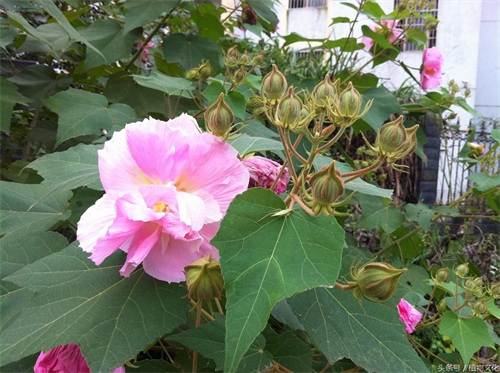 中国各地的市花，看有没有你所在的城市