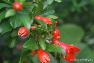 中国各地的市花，看有没有你所在的城市